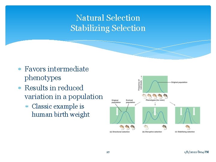 Natural Selection Stabilizing Selection Favors intermediate phenotypes Results in reduced variation in a population