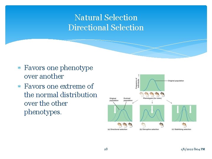 Natural Selection Directional Selection Favors one phenotype over another Favors one extreme of the