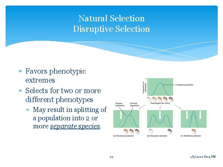 Natural Selection Disruptive Selection Favors phenotypic extremes Selects for two or more different phenotypes