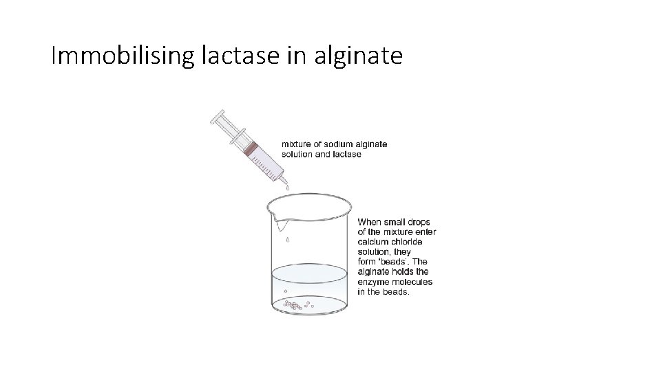 Immobilising lactase in alginate 