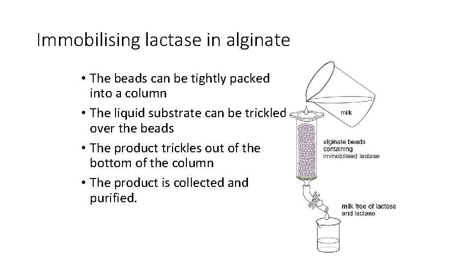 Immobilising lactase in alginate • The beads can be tightly packed into a column