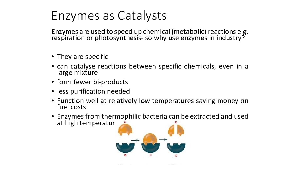 Enzymes as Catalysts Enzymes are used to speed up chemical (metabolic) reactions e. g.