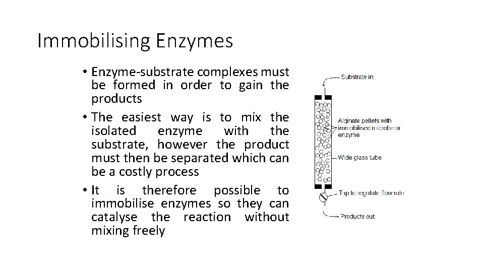 Immobilising Enzymes • Enzyme-substrate complexes must be formed in order to gain the products