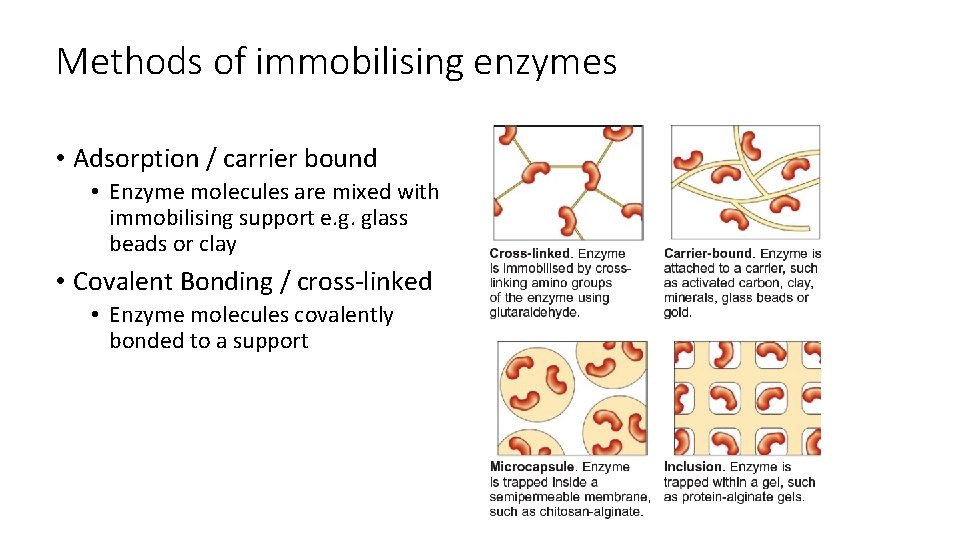 Methods of immobilising enzymes • Adsorption / carrier bound • Enzyme molecules are mixed