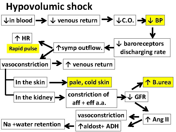 Hypovolumic shock ↓in blood ↓ venous return ↑ HR Rapid pulse ↑symp outflow. vasoconstriction