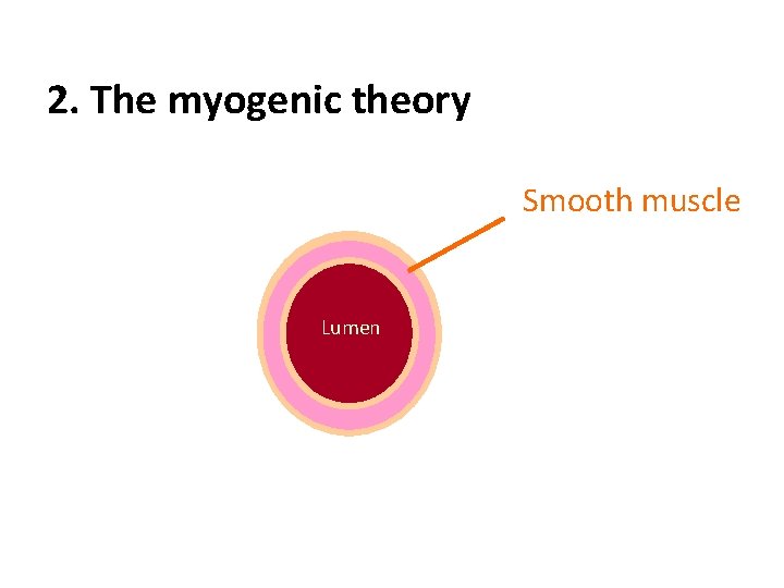 2. The myogenic theory Smooth muscle Lumen 