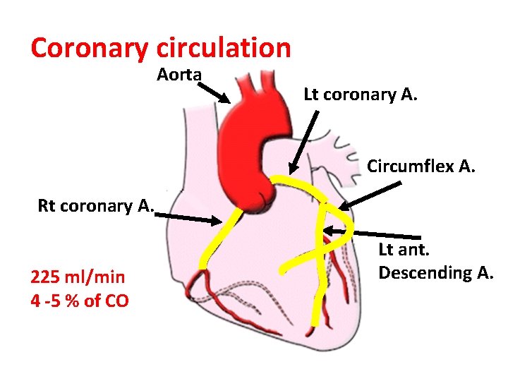 Coronary circulation Aorta Lt coronary A. Circumflex A. Rt coronary A. 225 ml/min 4