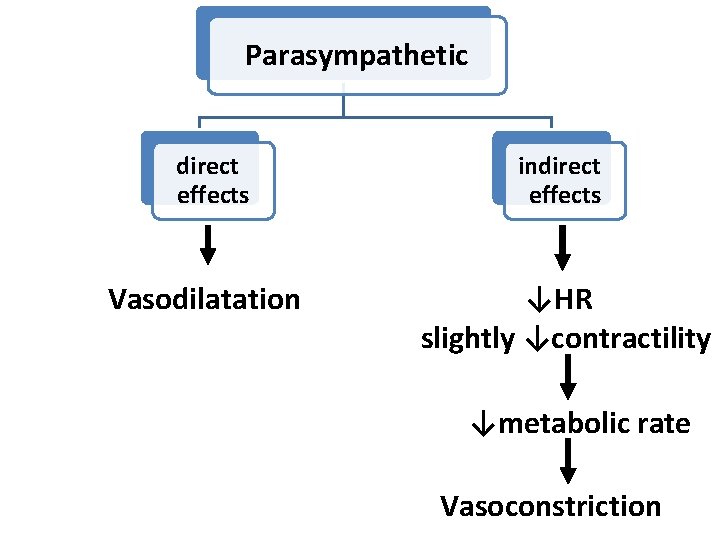 Parasympathetic direct effects Vasodilatation indirect effects ↓HR slightly ↓contractility ↓metabolic rate Vasoconstriction 