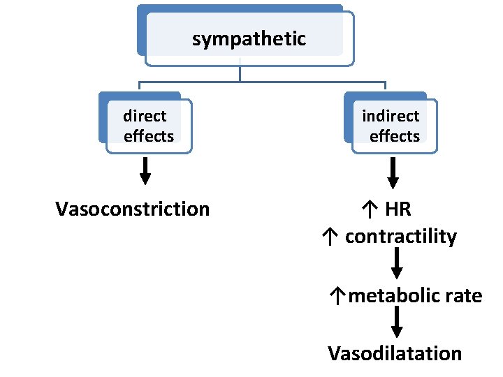 sympathetic direct effects Vasoconstriction indirect effects ↑ HR ↑ contractility ↑metabolic rate Vasodilatation 
