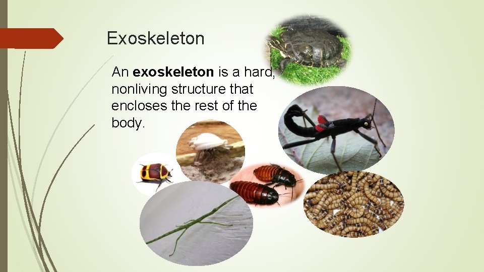 Exoskeleton An exoskeleton is a hard, nonliving structure that encloses the rest of the