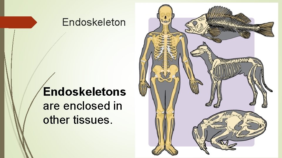 Endoskeletons are enclosed in other tissues. 