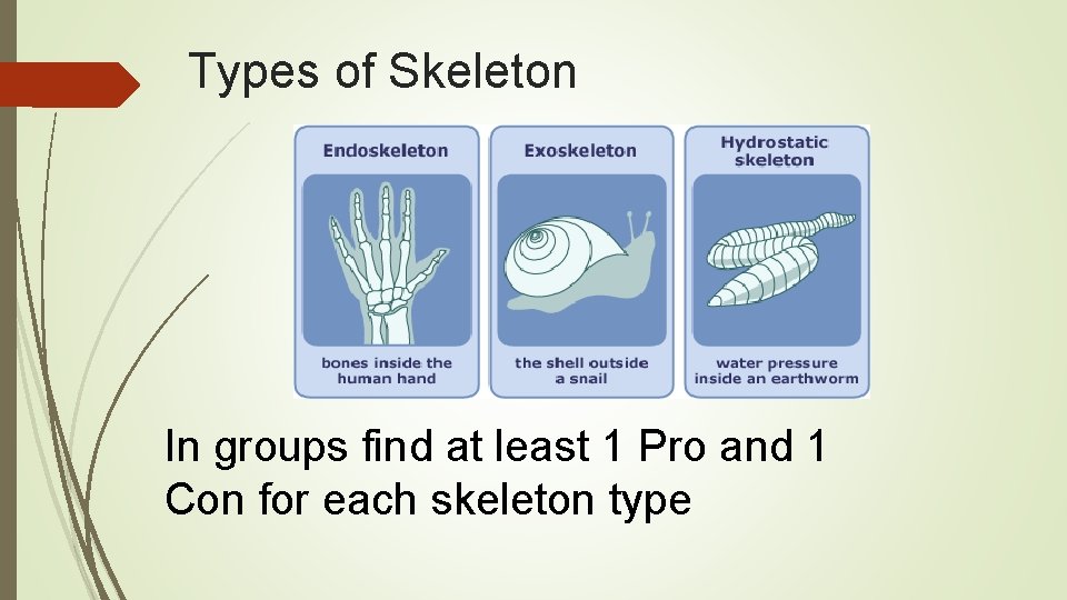 Types of Skeleton In groups find at least 1 Pro and 1 Con for