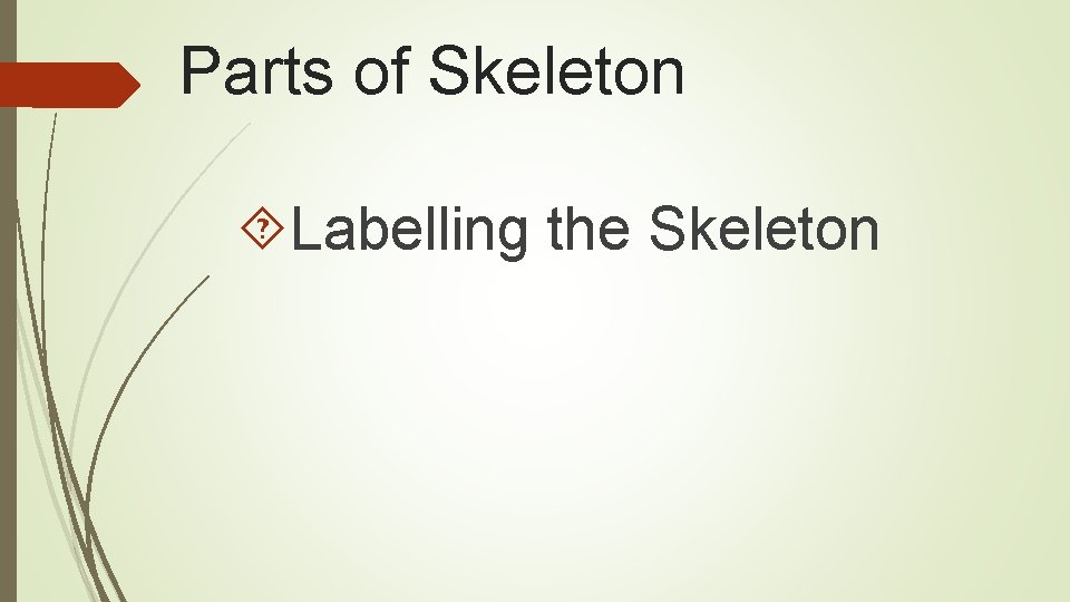 Parts of Skeleton Labelling the Skeleton 