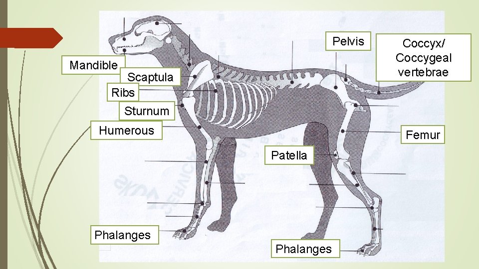 Pelvis Mandible Scaptula Ribs Coccyx/ Coccygeal vertebrae Sturnum Humerous Femur Patella Phalanges 