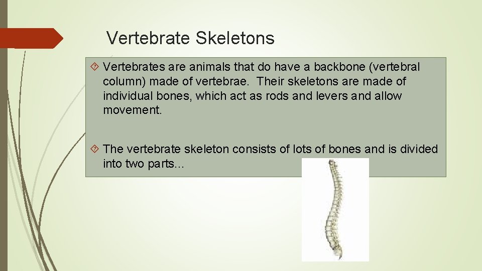 Vertebrate Skeletons Vertebrates are animals that do have a backbone (vertebral column) made of