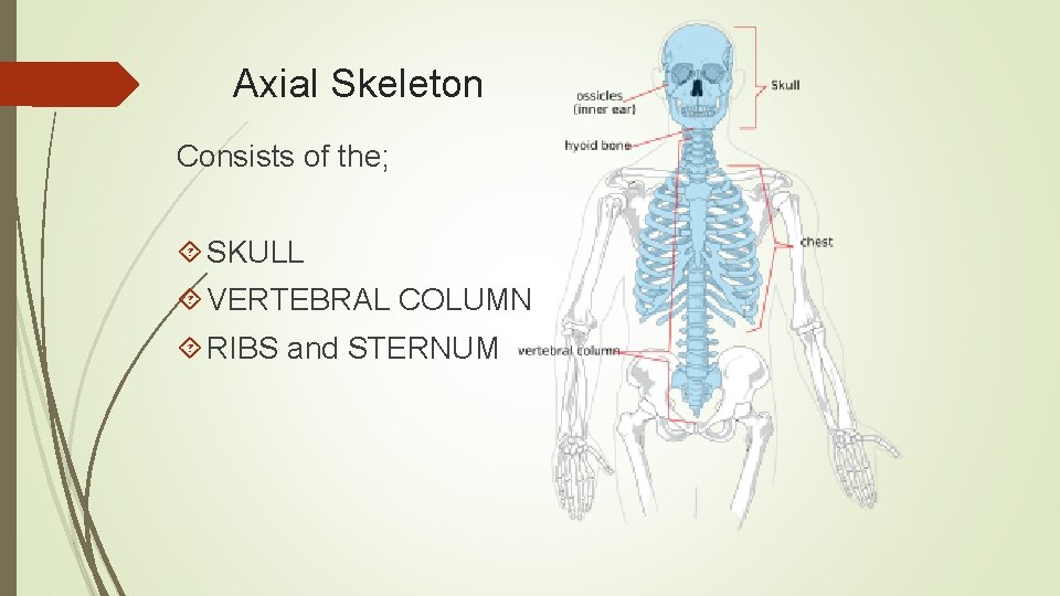 Axial Skeleton Consists of the; SKULL VERTEBRAL COLUMN RIBS and STERNUM 