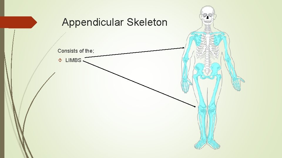 Appendicular Skeleton Consists of the; LIMBS 