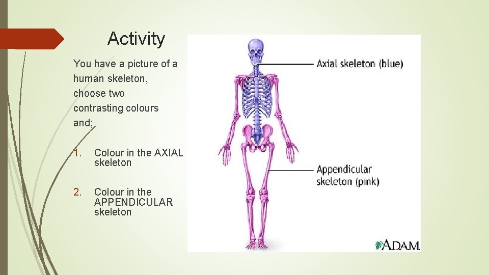 Activity You have a picture of a human skeleton, choose two contrasting colours and;