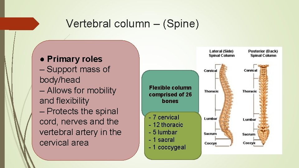 Vertebral column – (Spine) ● Primary roles – Support mass of body/head – Allows
