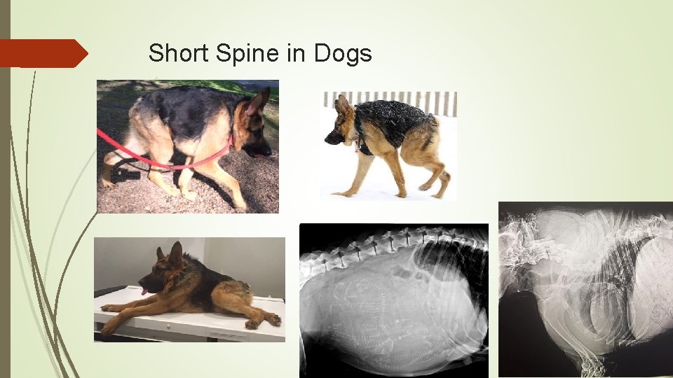 Short Spine in Dogs 