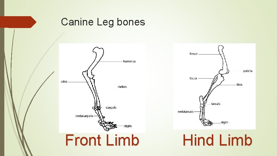 Canine Leg bones Front Limb Hind Limb 