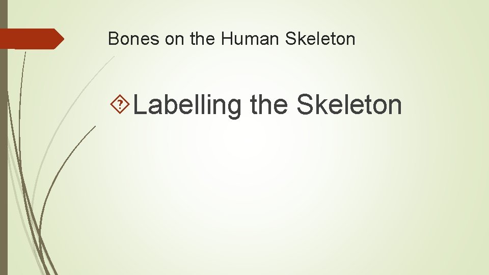 Bones on the Human Skeleton Labelling the Skeleton 