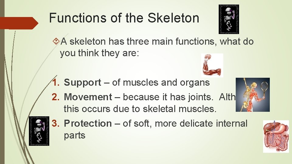 Functions of the Skeleton A skeleton has three main functions, what do you think