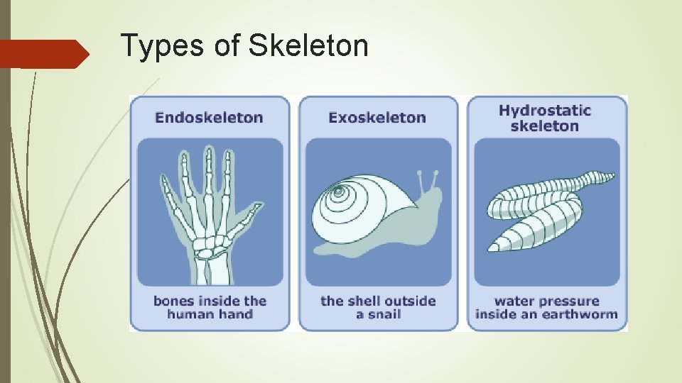 Types of Skeleton 