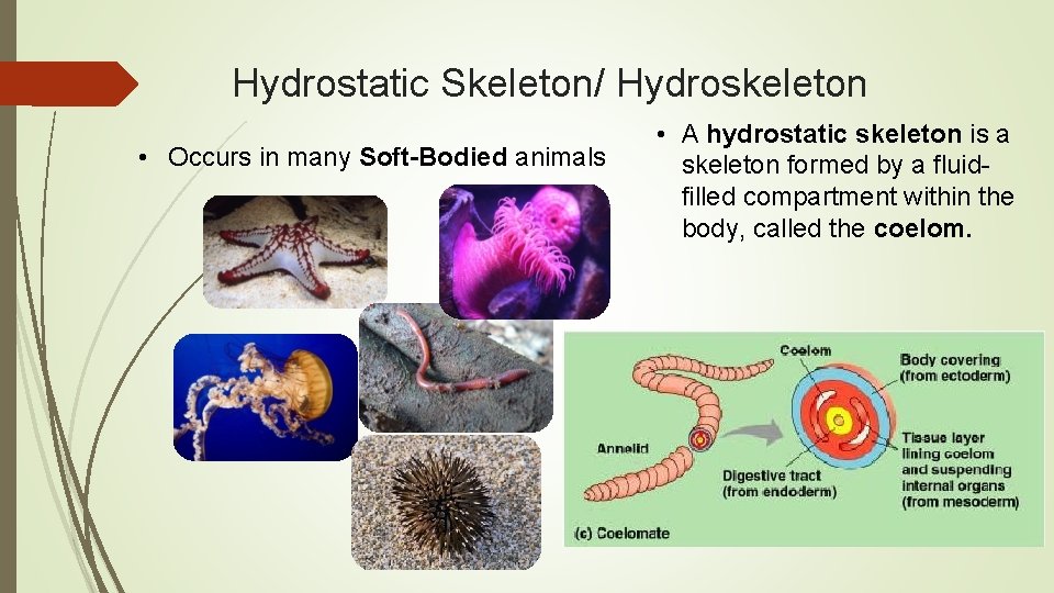 Hydrostatic Skeleton/ Hydroskeleton • Occurs in many Soft-Bodied animals • A hydrostatic skeleton is