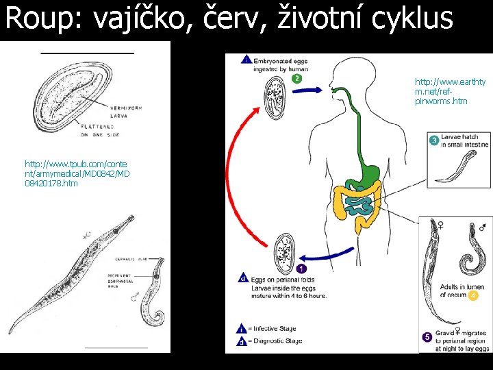 Roup: vajíčko, červ, životní cyklus http: //www. earthty m. net/refpinworms. htm http: //www. tpub.