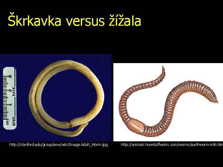 Škrkavka versus žížala http: //stanford. edu/group/esw/wiki/Image: Adult_Worm. jpg http: //animals. howstuffworks. com/worms/earthworm-info. htm 