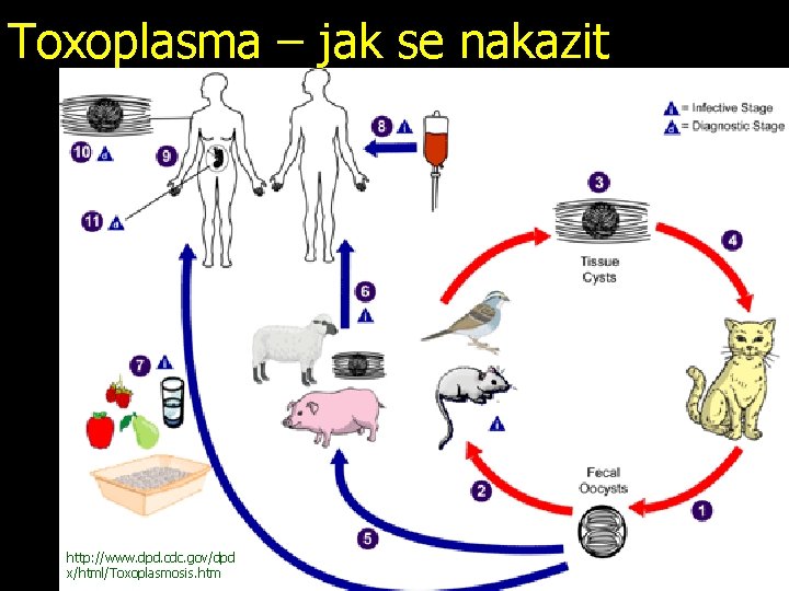 Toxoplasma – jak se nakazit http: //www. dpd. cdc. gov/dpd x/html/Toxoplasmosis. htm 