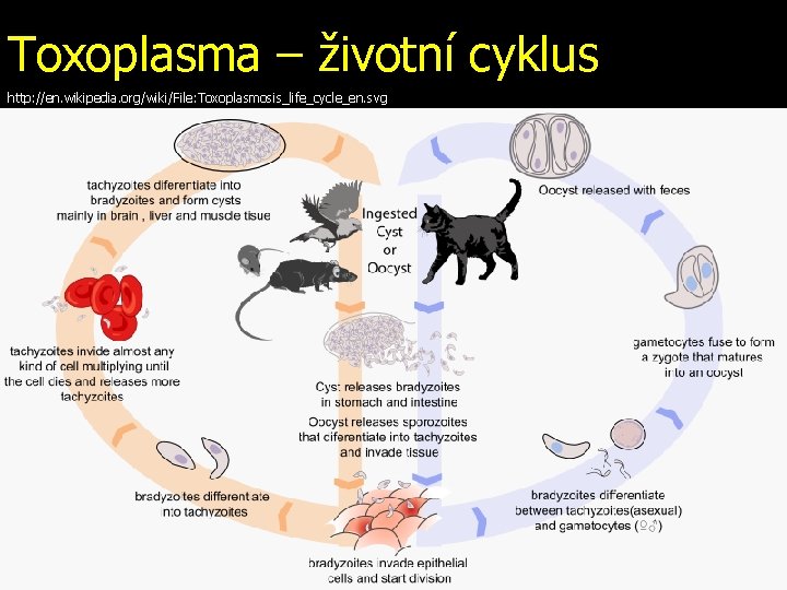 Toxoplasma – životní cyklus http: //en. wikipedia. org/wiki/File: Toxoplasmosis_life_cycle_en. svg 