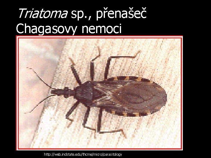 Triatoma sp. , přenašeč Chagasovy nemoci http: //web. indstate. edu/thcme/micro/parasitology 