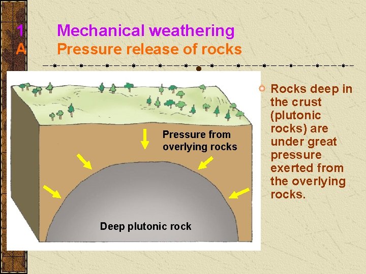 1 Mechanical weathering A Pressure release of rocks Pressure from overlying rocks Deep plutonic