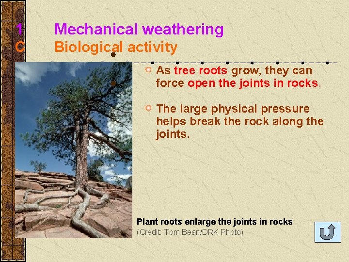 1 Mechanical weathering C Biological activity As tree roots grow, they can force open