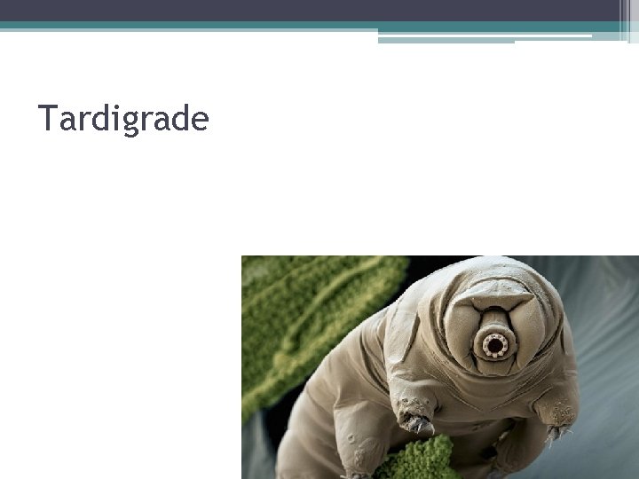 Tardigrade 