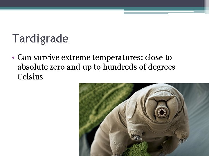 Tardigrade • Can survive extreme temperatures: close to absolute zero and up to hundreds