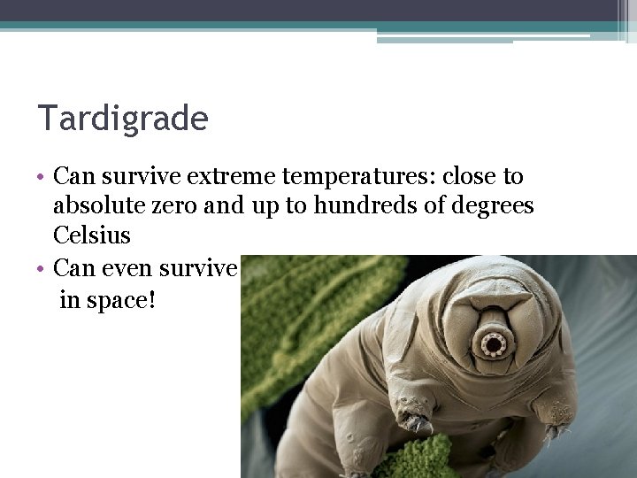 Tardigrade • Can survive extreme temperatures: close to absolute zero and up to hundreds