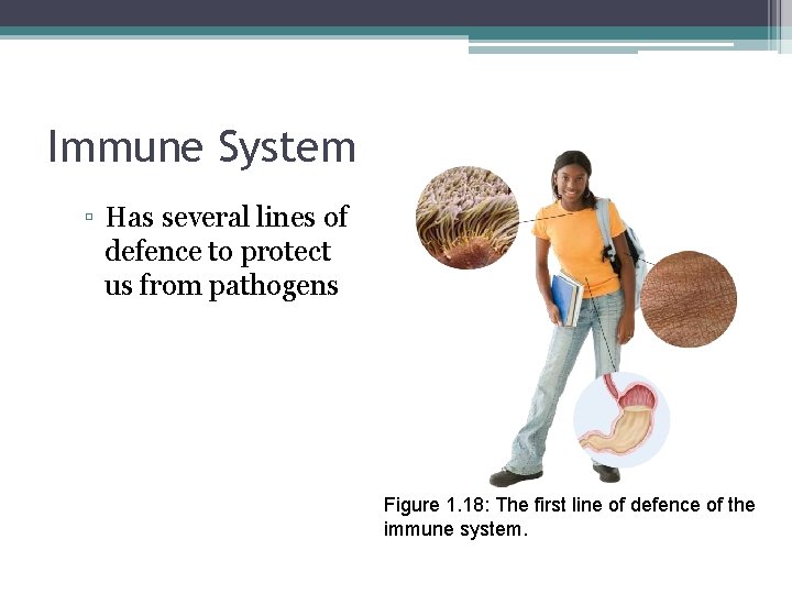 Immune System ▫ Has several lines of defence to protect us from pathogens Figure
