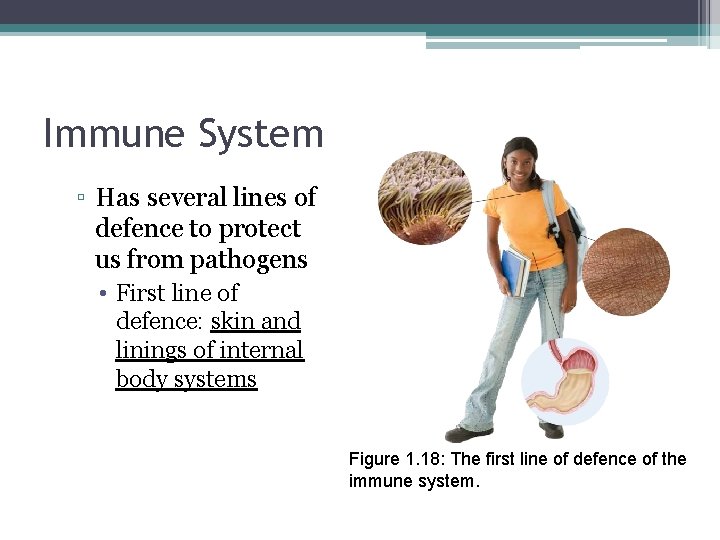 Immune System ▫ Has several lines of defence to protect us from pathogens •