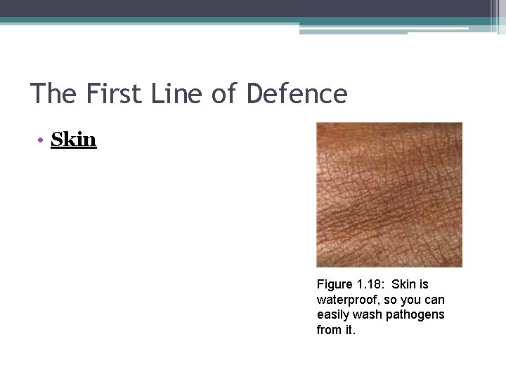 The First Line of Defence • Skin Figure 1. 18: Skin is waterproof, so