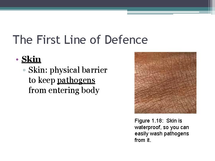 The First Line of Defence • Skin ▫ Skin: physical barrier to keep pathogens