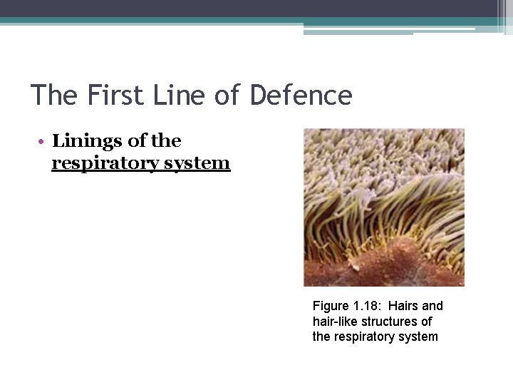 The First Line of Defence • Linings of the respiratory system Figure 1. 18: