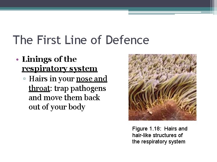 The First Line of Defence • Linings of the respiratory system ▫ Hairs in