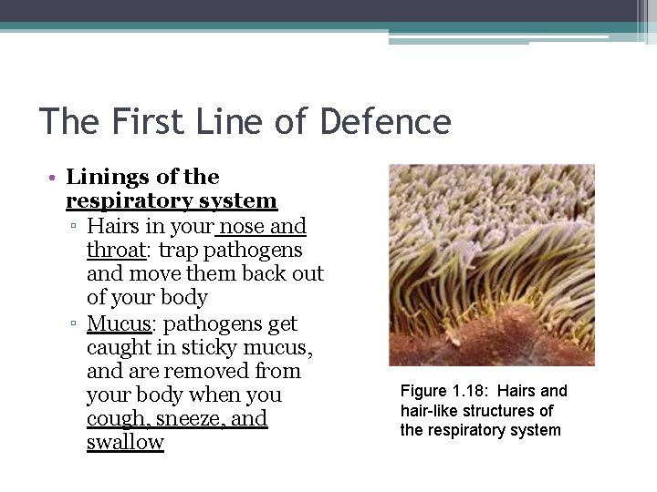 The First Line of Defence • Linings of the respiratory system ▫ Hairs in