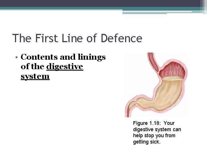 The First Line of Defence • Contents and linings of the digestive system Figure