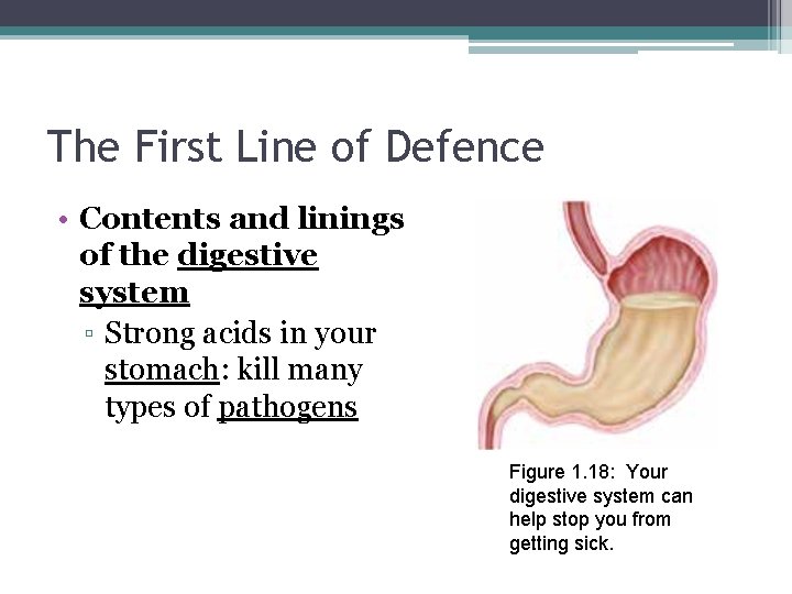 The First Line of Defence • Contents and linings of the digestive system ▫
