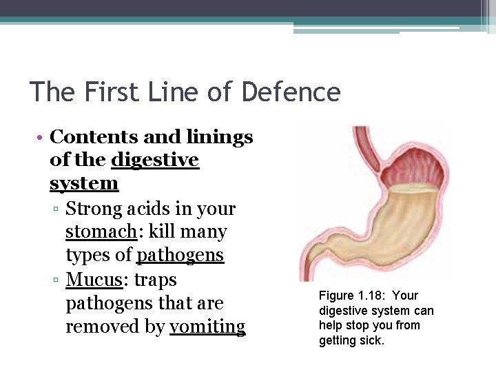 The First Line of Defence • Contents and linings of the digestive system ▫