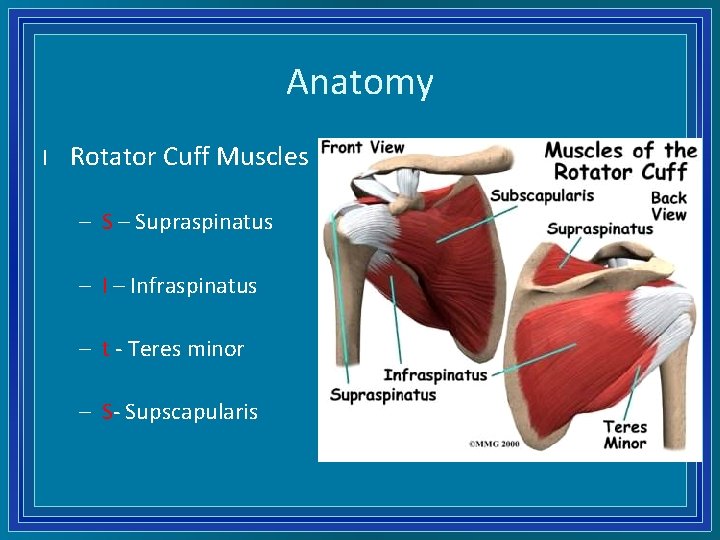 Anatomy l Rotator Cuff Muscles – Supraspinatus – Infraspinatus – t - Teres minor
